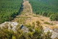 Huge firebreak and pine tree forest Royalty Free Stock Photo