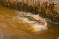 A huge fish on the hook, trying to catch a tourist. Manaus, Amazonas, Brazil