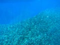 Huge fish school in blue ocean water. Tropical sea fish underwater photo. Undersea landscape with sardine fish shoal