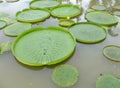 Huge floating lotus,Giant Amazon water lily