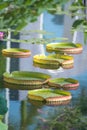 Huge floating lotus,Giant Amazon water lily Royalty Free Stock Photo