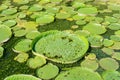 Huge floating lotus,Giant Amazon water lily