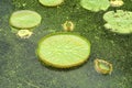 Huge floating lotusGiant Amazon water lily