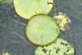 Huge floating lotusGiant Amazon water lily