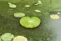 Huge floating lotus