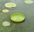 Huge floating lotus