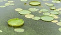 Huge floating lotus