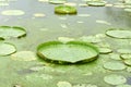 Huge floating lotus