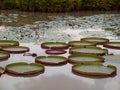 Victoria amazonica in the pond. Royalty Free Stock Photo