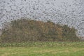 A huge flock of birds flies over a field Royalty Free Stock Photo