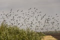 Huge flock of birds are flying in the blue sky over black and yellow field with green trees Royalty Free Stock Photo