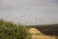 Huge flock of birds are flying in the blue sky over black and yellow field with green trees Royalty Free Stock Photo