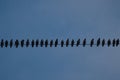 A huge flock of birds posing over a cable Royalty Free Stock Photo