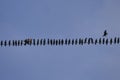 A huge flock of birds posing over a cable Royalty Free Stock Photo