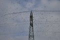 A huge flock of birds posing over a trellis Royalty Free Stock Photo