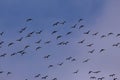 A flock of birds soaring in the sky