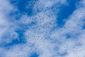 A huge flock of black crows against the background of clouds in the blue sky. Birds flock to the nesting site, hover chaotically Royalty Free Stock Photo