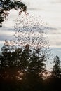 Huge flock of blackbirds