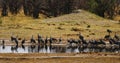 Huge Flock of Blue Helmeted Guinea Fowl drinking