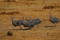 Huge Flock of Blue Helmeted Guinea Fowl