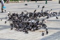 A huge flock of city pigeons in Kotzia Square in Athens