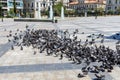 A huge flock of city pigeons in Kotzia Square in Athens