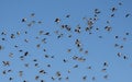 Huge flock of cockatiels in outback Queensland.