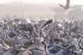 A huge flock of cranes on the field in the early morning Royalty Free Stock Photo