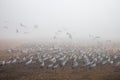 Huge flock of cranes Royalty Free Stock Photo