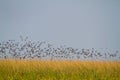 Huge Flock of Ducks and Fees taking off