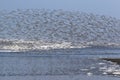 Huge Flock of Dunlin Shorebirds Royalty Free Stock Photo