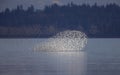 Huge flock of dunlin Royalty Free Stock Photo