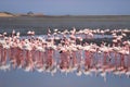 A huge flock of elegant pink flamingos looking for mollusks in the cold waters of the Atlantic Ocean Royalty Free Stock Photo