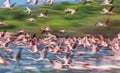 Huge flock of flamingos taking off. Kenya. Africa. Nakuru National Park. Lake Bogoria National Reserve. Royalty Free Stock Photo