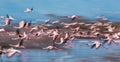 Huge flock of flamingos taking off. Kenya. Africa. Nakuru National Park. Lake Bogoria National Reserve. Royalty Free Stock Photo
