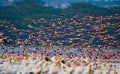 Huge flock of flamingos taking off. Kenya. Africa. Nakuru National Park. Lake Bogoria National Reserve. Royalty Free Stock Photo