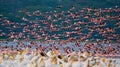 Huge flock of flamingos taking off. Kenya. Africa. Nakuru National Park. Lake Bogoria National Reserve. Royalty Free Stock Photo