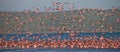 Huge flock of flamingos taking off. Kenya. Africa. Nakuru National Park. Lake Bogoria National Reserve. Royalty Free Stock Photo