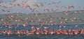 Huge flock of flamingos taking off. Kenya. Africa. Nakuru National Park. Lake Bogoria National Reserve.