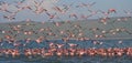 Huge flock of flamingos taking off. Kenya. Africa. Nakuru National Park. Lake Bogoria National Reserve. Royalty Free Stock Photo