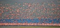 Huge flock of flamingos taking off. Kenya. Africa. Nakuru National Park. Lake Bogoria National Reserve. Royalty Free Stock Photo