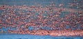 Huge flock of flamingos taking off. Kenya. Africa. Nakuru National Park. Lake Bogoria National Reserve. Royalty Free Stock Photo