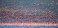 Huge flock of flamingos taking off. Kenya. Africa. Nakuru National Park. Lake Bogoria National Reserve. Royalty Free Stock Photo