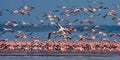 Huge flock of flamingos taking off. Kenya. Africa. Nakuru National Park. Lake Bogoria National Reserve. Royalty Free Stock Photo