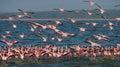 Huge flock of flamingos taking off. Kenya. Africa. Nakuru National Park. Lake Bogoria National Reserve. Royalty Free Stock Photo