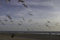 A huge flock of flying seagulls at Costa da Caparica in Lisbon city center. Seagulls and pigeons relaxing along the beach during