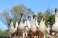 A huge flock of geese looks directly into the camera lens. Copy space - concept of animals, farm, barnyard, nature Royalty Free Stock Photo