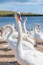 A huge flock of mute swans gather on lake creating a truly amazing sight.