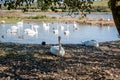 A flock of mute swans gather on lake. Cygnus olor