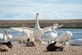 A flock of mute swans gather on lake banks. Cygnus olor